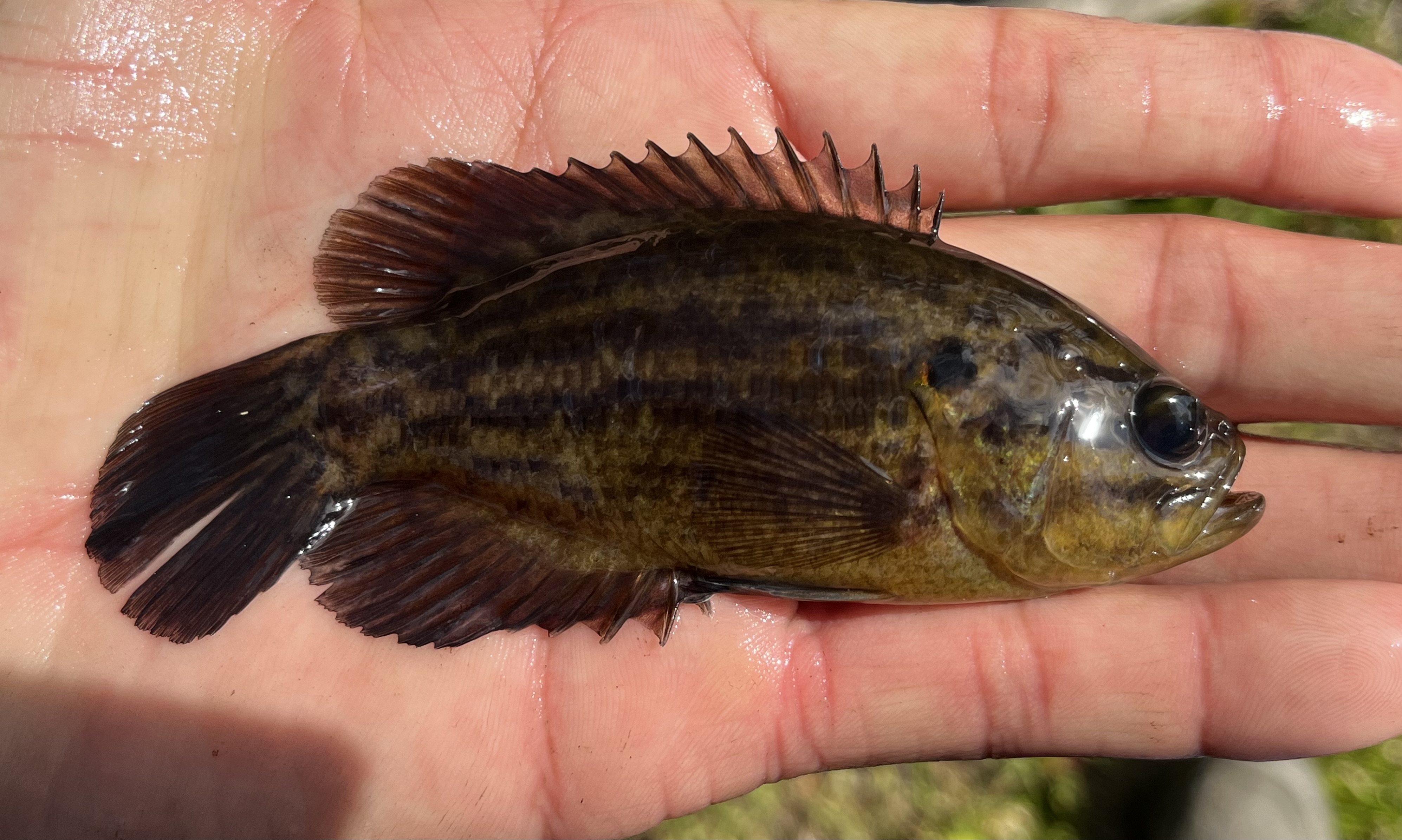 Mud Sunfish