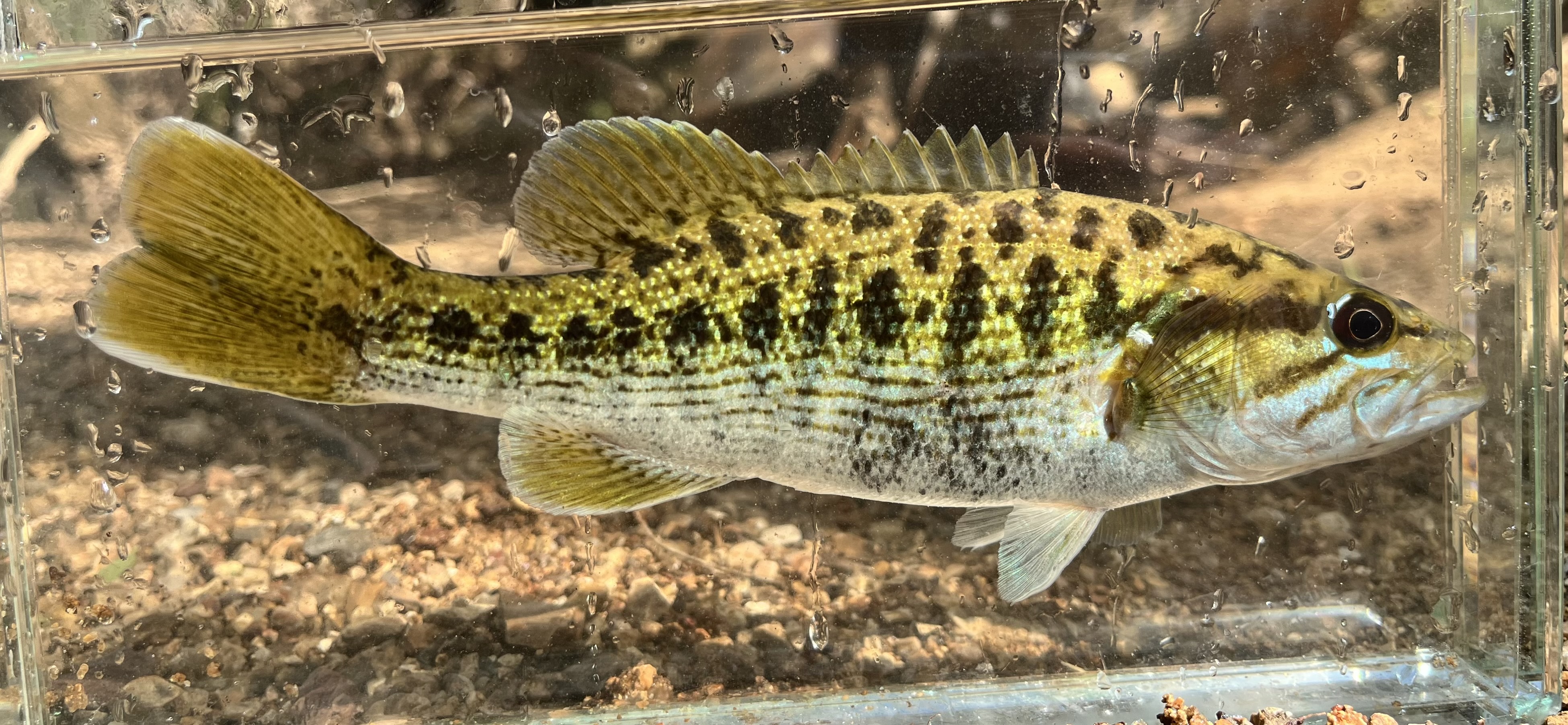 Warrior Bass (Micropterus warriorensis)