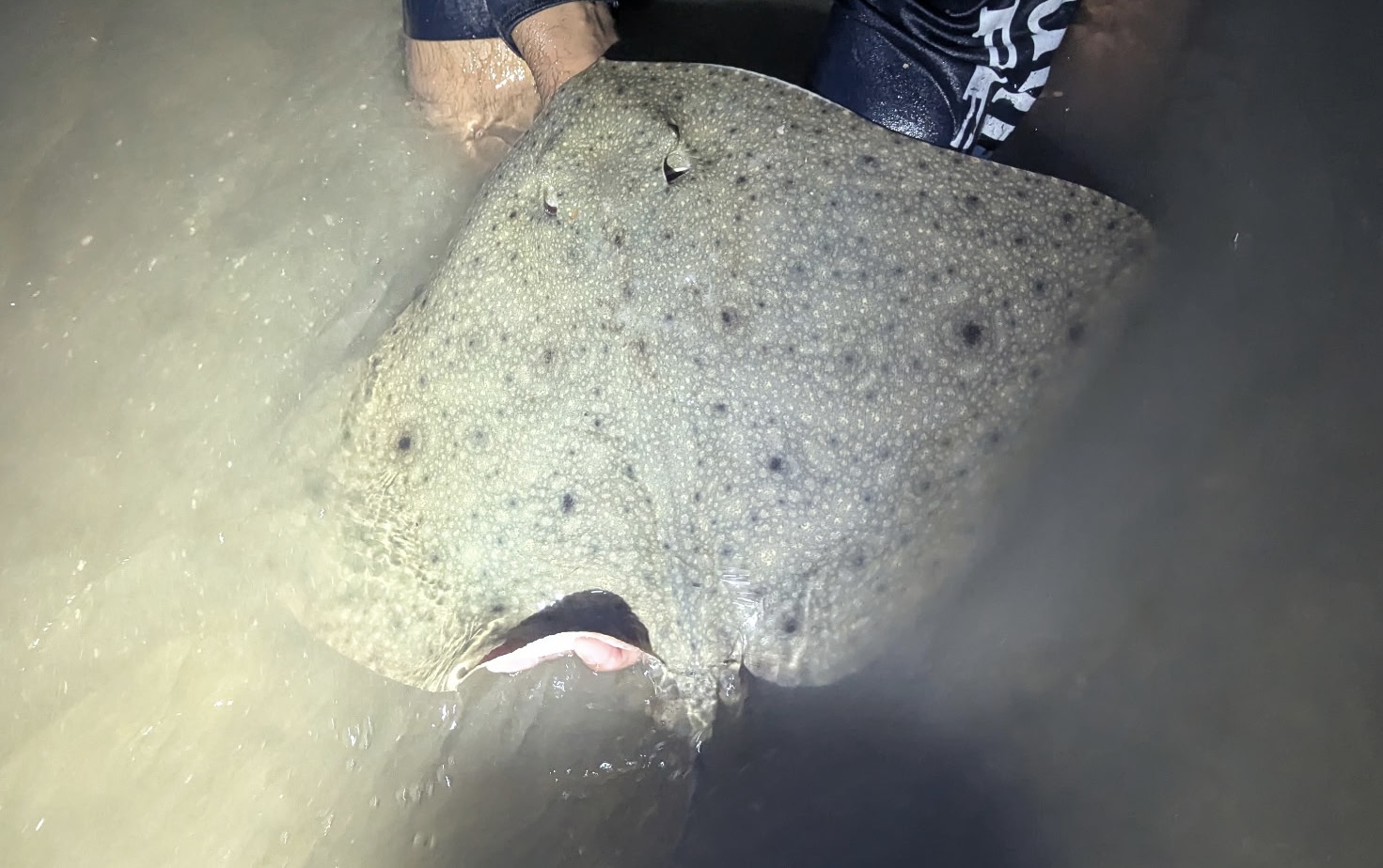 Lessa’s Butterfly Ray